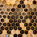 Dwarf Honey Bee