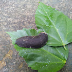 Srilankan Slug