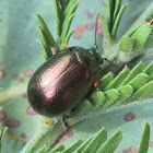 St. John's Wort beetle
