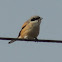 Long-tailed Shrike