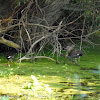 Moorhen