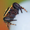 Rhene Jumping Spider