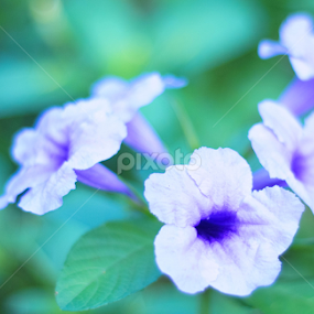 Flowers by Shahrul Izzat - Flowers Flowers in the Wild