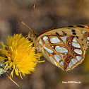Queen Fritillary-Nymphalidae
