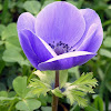 Purple anemone coronaria