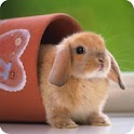 Lovely Little Rabbit