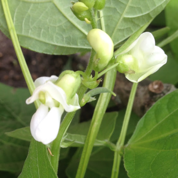 Blue lake bush bean flower Project Noah