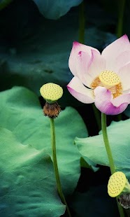 download Lotus Wallpapers HD free