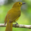 Yellow-browed Bulbul