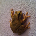 Mexican Tree Frog