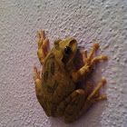 Mexican Tree Frog