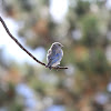 Mountain Bluebird (Female)
