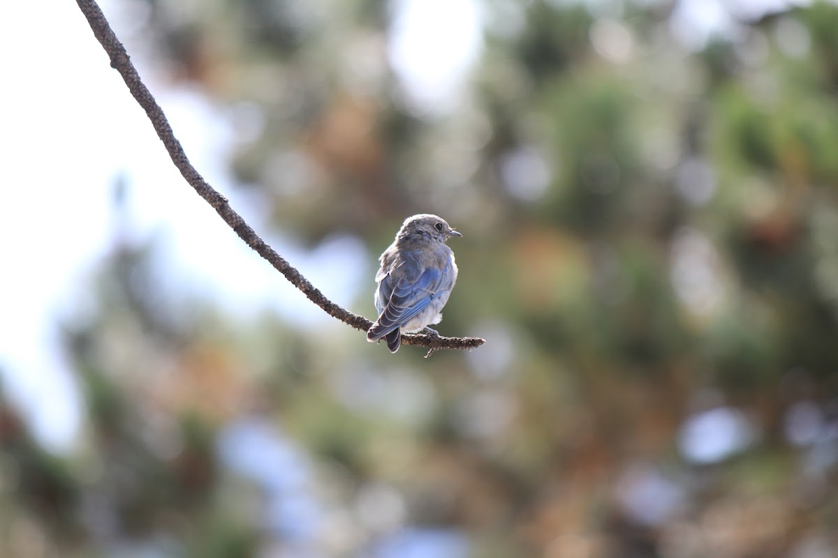 Mountain Bluebird (Female)