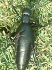 American Oil Beetle