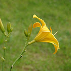 Yellow  Day-lily