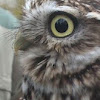 Mochuelo comun-Little owl