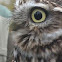 Mochuelo comun-Little owl
