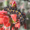 Leanira Checkerspot Caterpillars