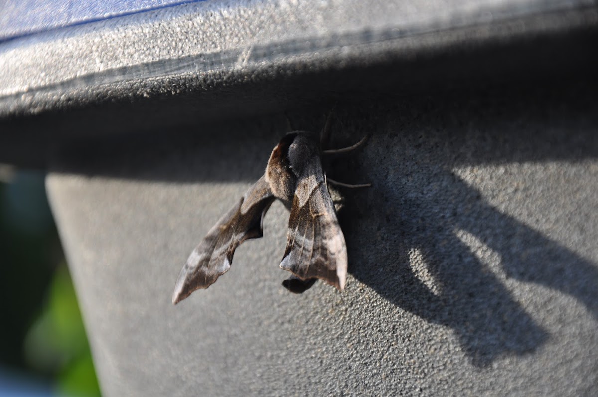 One-Eyed Sphinx Moth