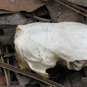 Armadillo skull