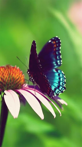 【免費個人化App】Butterflies Live Wallpaper-APP點子