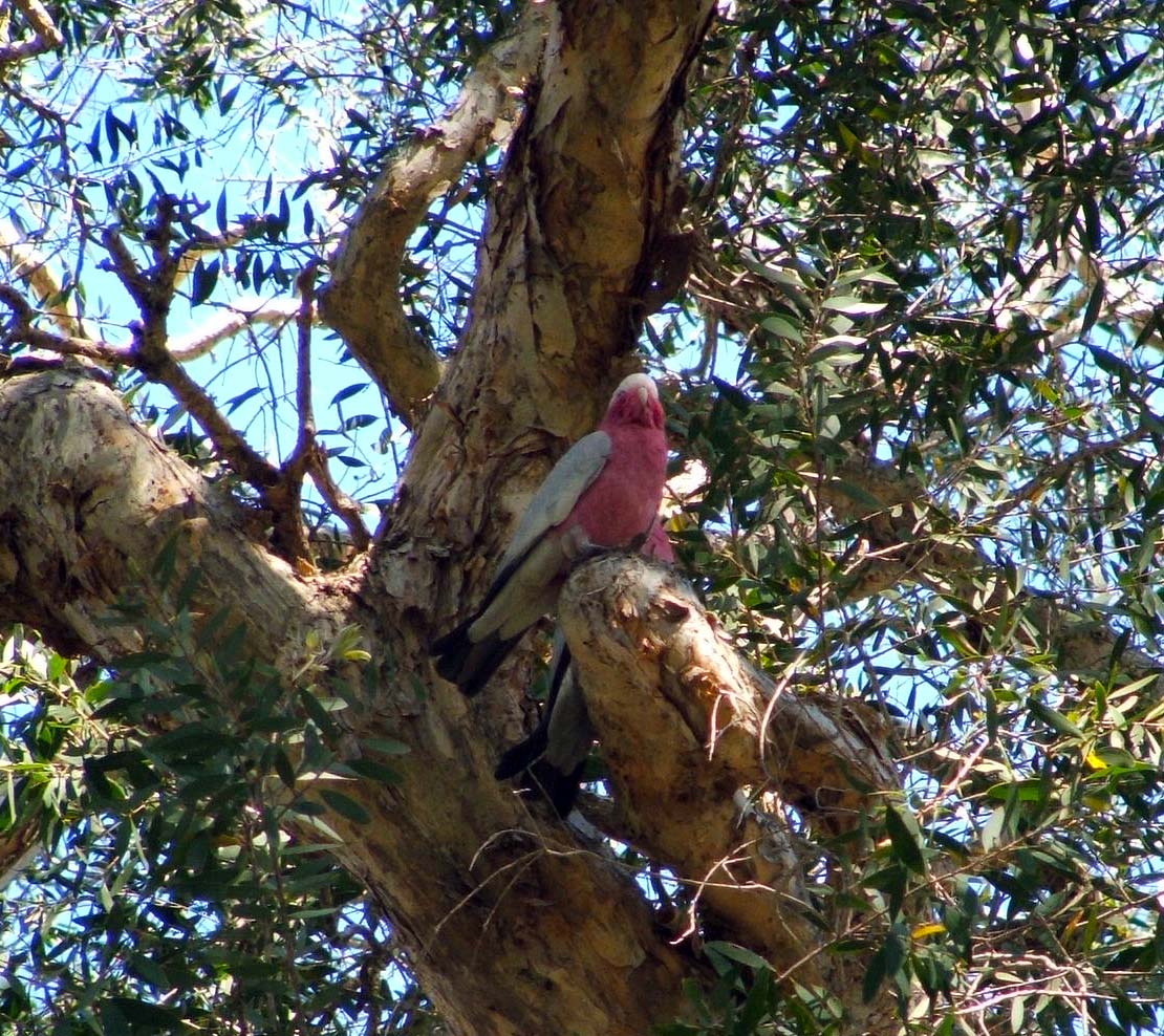 Rose-breasted Cockatoo