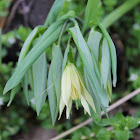 Large-flower bellwort