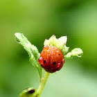 wet ladybug