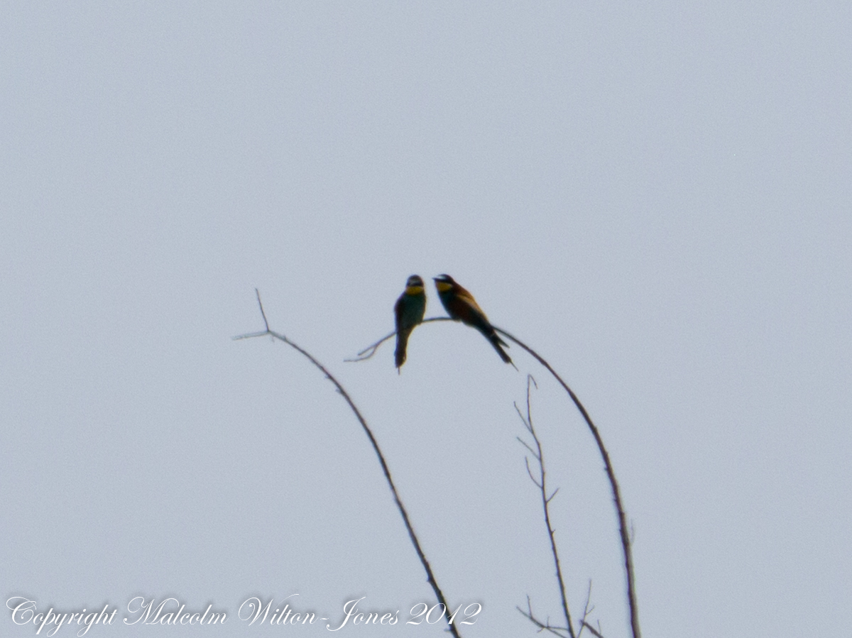 Bee-eater; Abejaruco