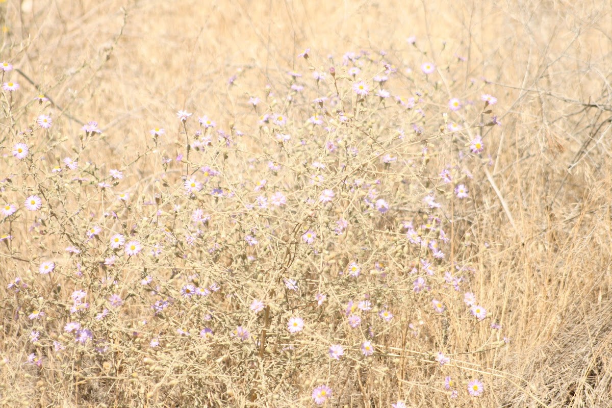 Russian Knapweed