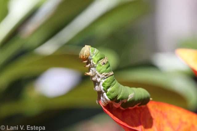 Papilio demoleus caterpillar