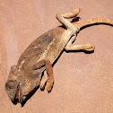 Flap-necked Chameleon