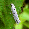 Moth -American Ermine Moth