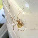 Comb-Footed Spider