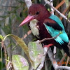 WHITE BRAESTED KING FISHER