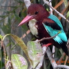 WHITE BRAESTED KING FISHER