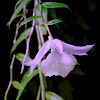Purple Rain (Sanggumay) Orchid