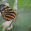 Melinaea Butterfly