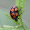Phytophagous Ladybug