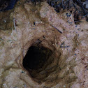 Crayfish hole
