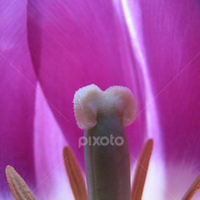 tulip by Darius Morgendorfer - Flowers Single Flower