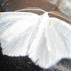 Lesser Maple Spanworm Moth