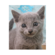 puzzle Cat game