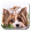 Cute Puppy Live Wallpaper Apk