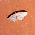 Geometrid Moth