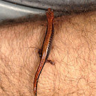 Plethodon cinereus