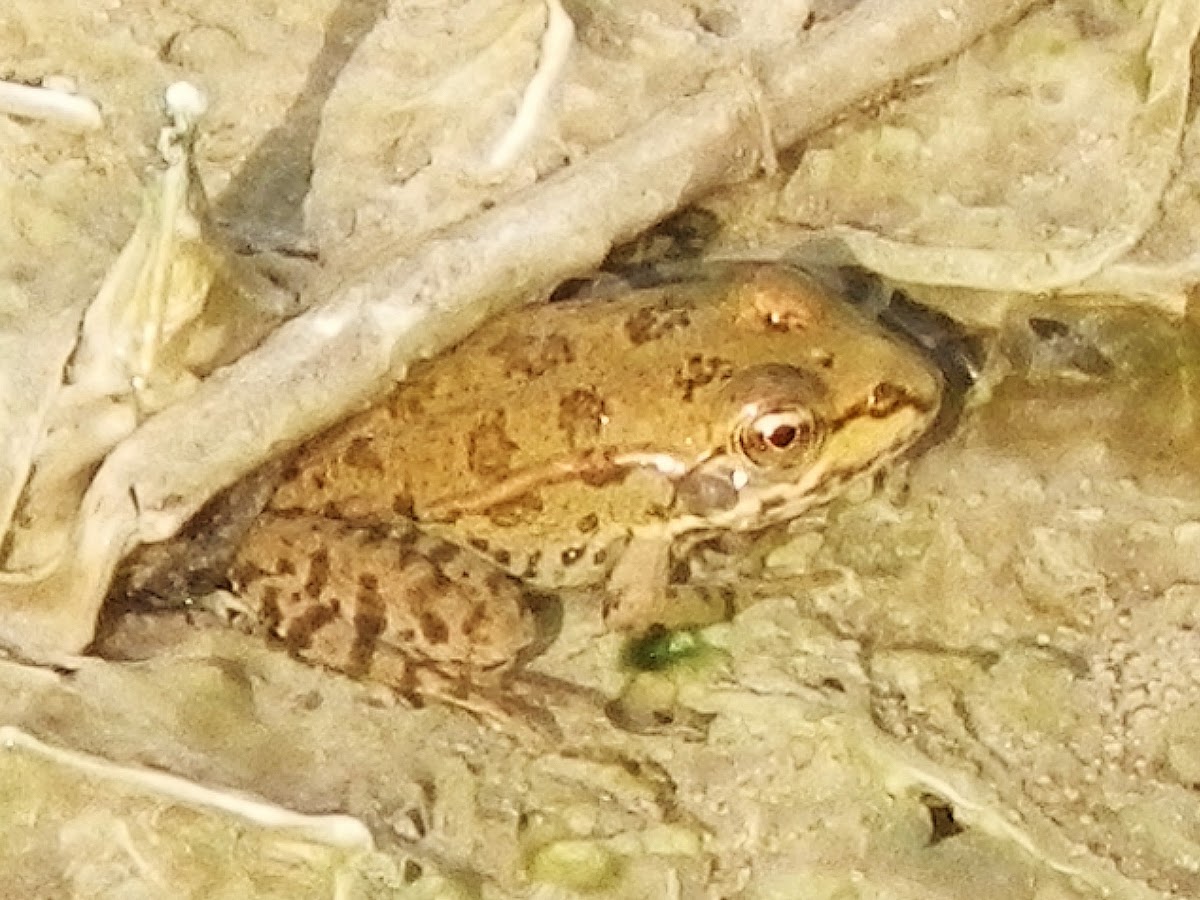 Marsh Frog