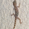 Keeled Rock Gecko