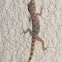 Keeled Rock Gecko