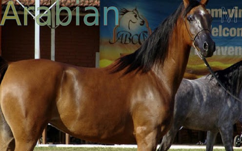 Top 20 Horse Breeds - náhled